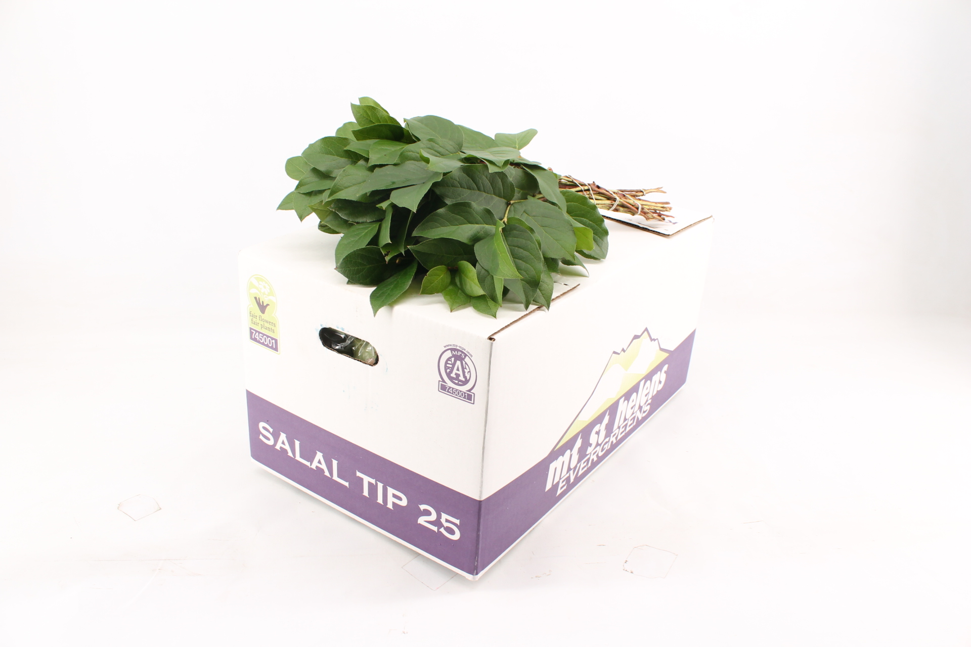 Salal tips Mt St Helens