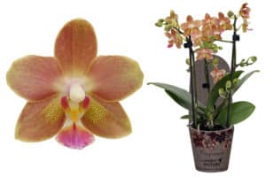 Phalaenopsis Fragrance