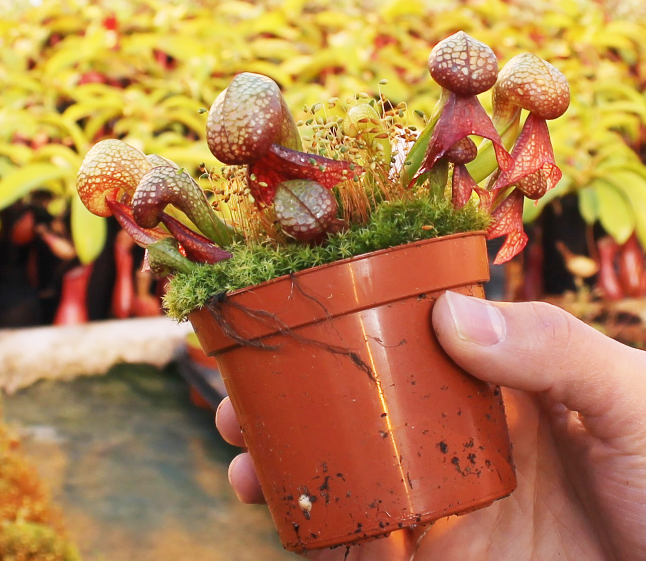 Dionaea muscipula Venus Flytrap Plant in a 8.5cm Pot Carnivorous Plant 