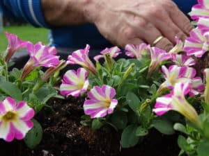 Boers Tuinbouw Javado