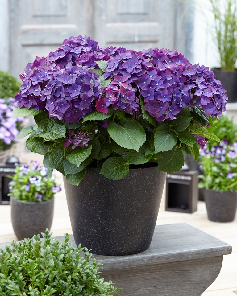 BLOG: Grower report De Jong plant - Javado