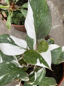 Philodendron white knight