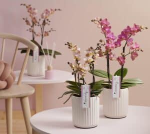 Phalaenopsis Aromio