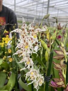 Orchidee geurend