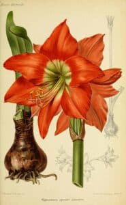 Amaryllis