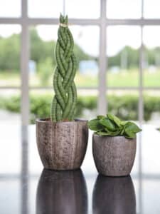 Sansevieria