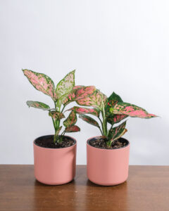Aglaonema-touch-of-pink