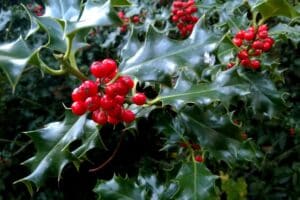 Ilex aquifolium 