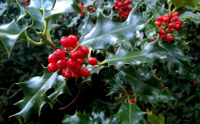 Ilex aquifolium