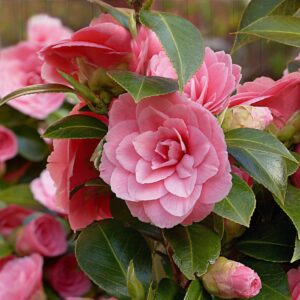 Camellia