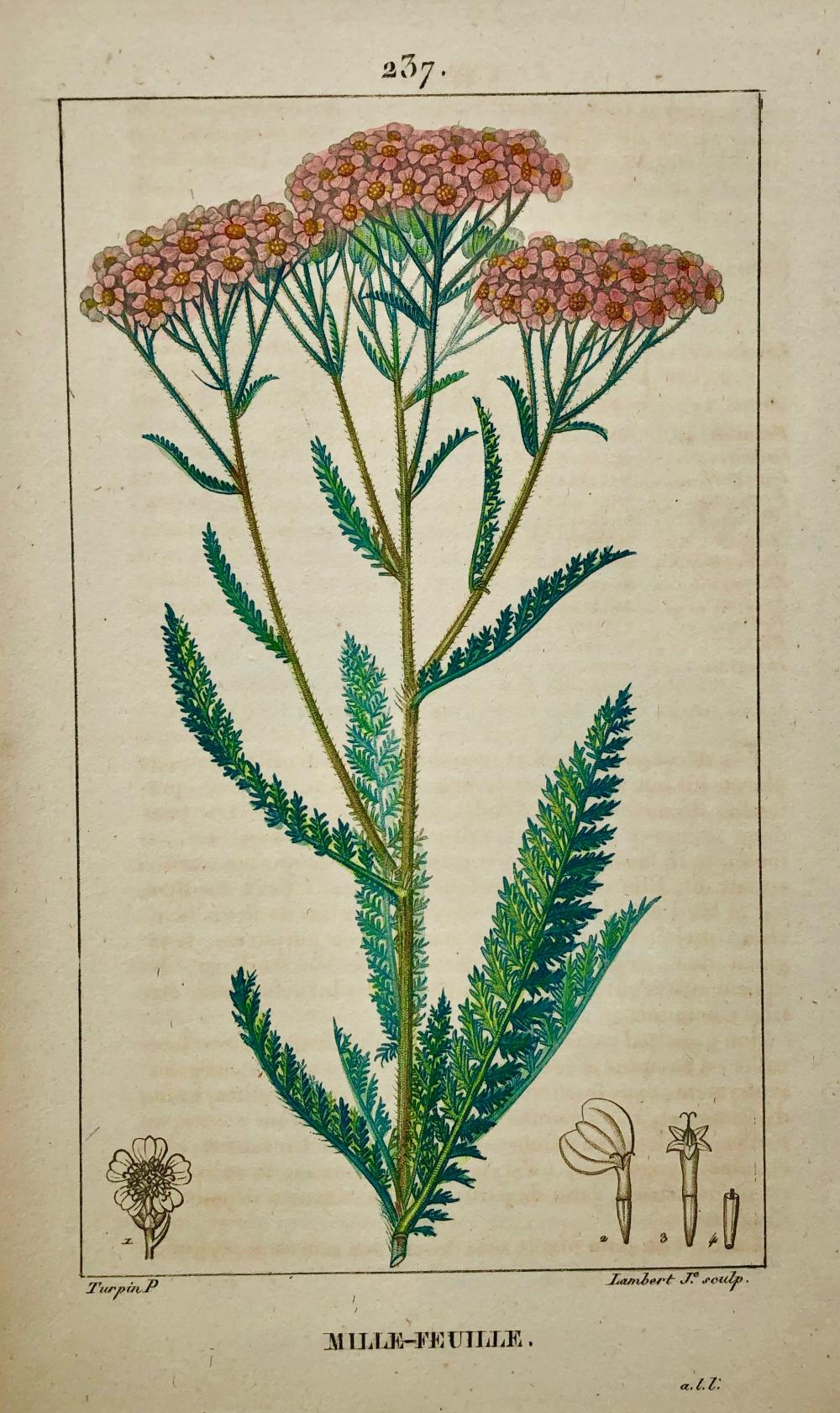 Achillea millefolium - Javado