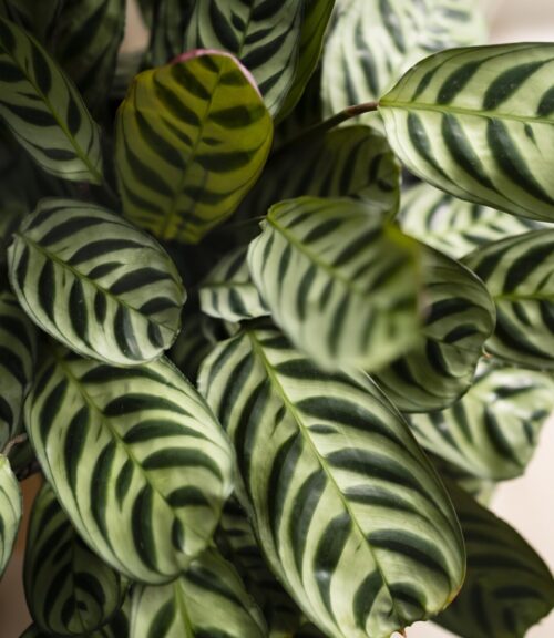 Calathea