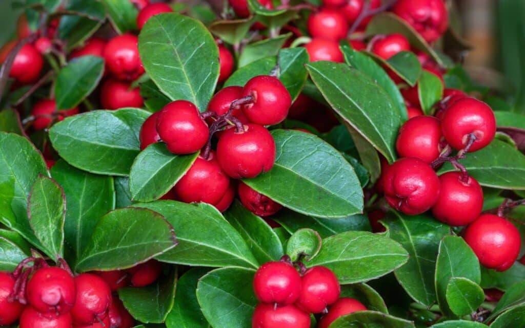 Gaultheria procumbens - Javado