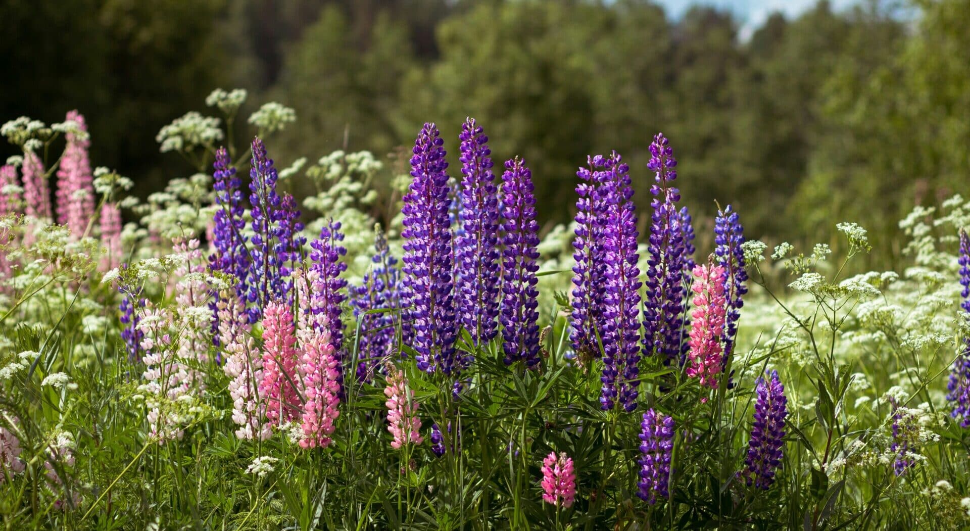 Lupine-unsplash