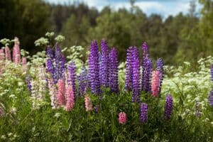 Lupine-unsplash