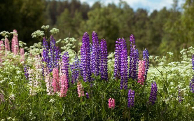 Lupine-unsplash