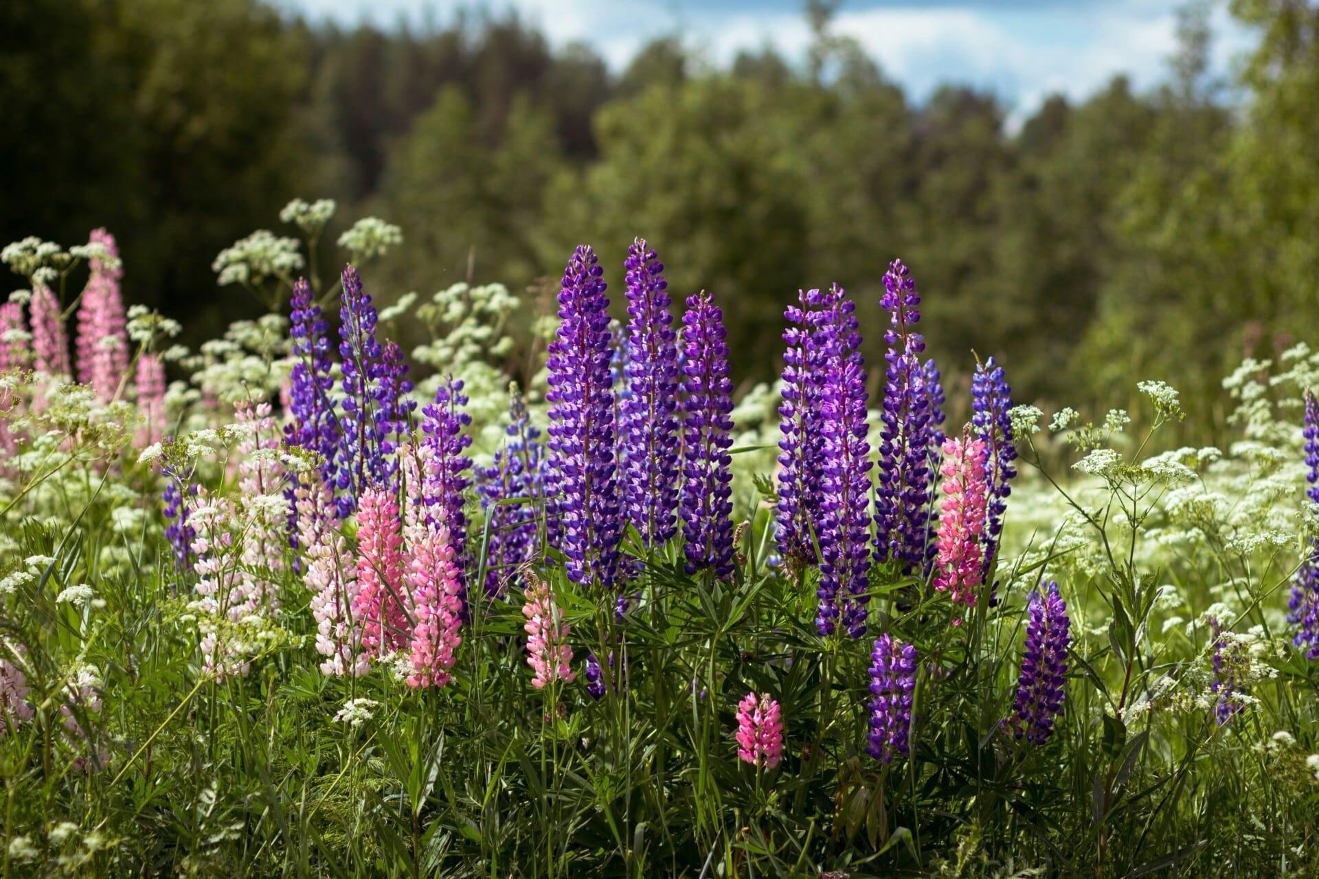 Lupinus