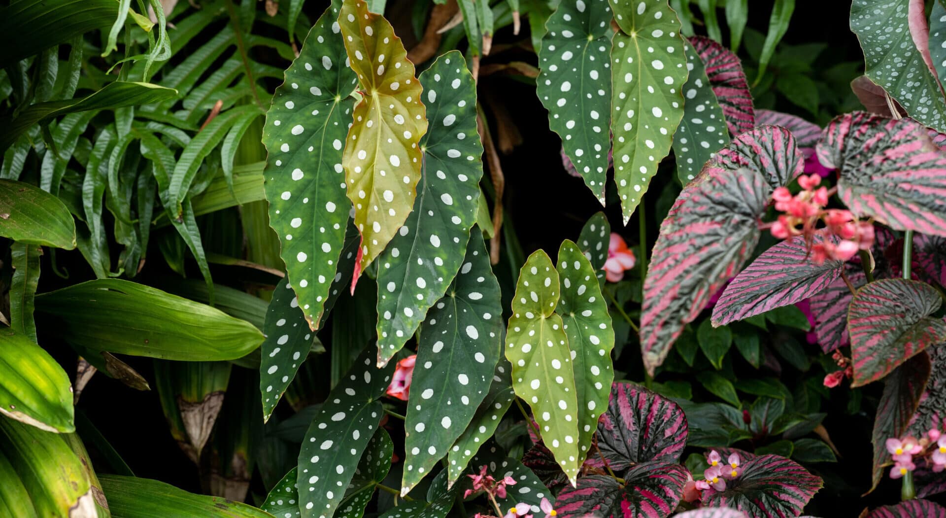 Begonia maculata